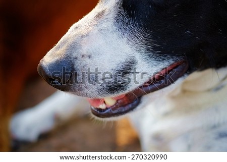 close up to The head of dog, eyes, mouth, nose, the black and white dalmatian dog 's head  no purebred laying on the floor.