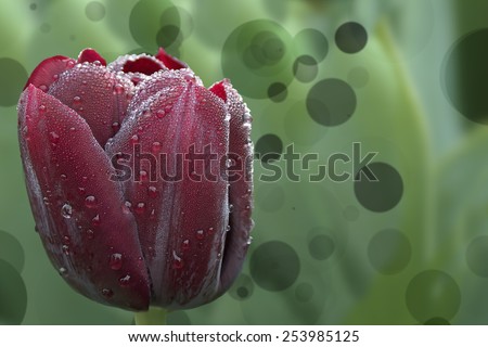 A single black tulip with dew drops with a green bokeh-effect in the Keukenhof, Lisse, Netherlands.