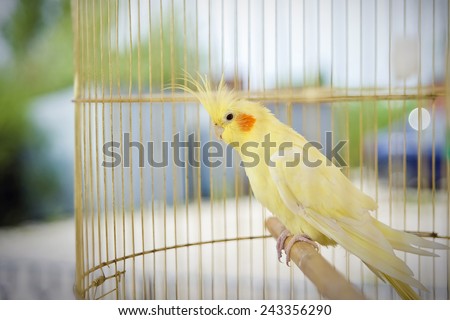 Yellow parrot sitting in a cage