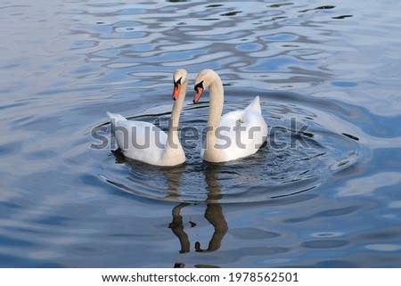 Similar – Foto Bild Landwehrkanal mit Schwänen im Winter in Kreuzberg