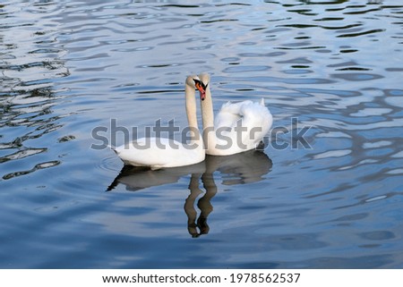 Similar – Foto Bild Landwehrkanal mit Schwänen im Winter in Kreuzberg