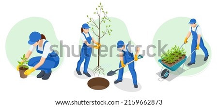 Isometric young vegetable seedlings of transplanting into peat pots using garden tools. People plant fruit trees