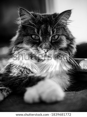 Cat on couch chillen black and white Stockfoto © 