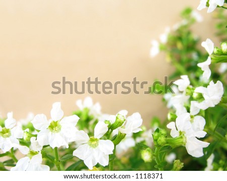 White flowers border with brownish background