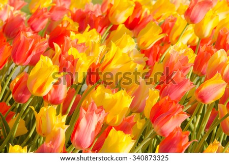 Tulips in Washington Park, Albany, NY Stock fotó © 