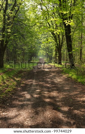 Forest Track in summer