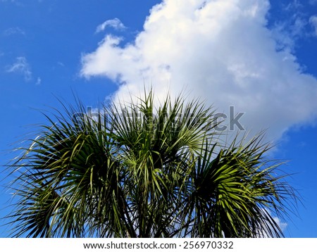 Blue sky palm tree