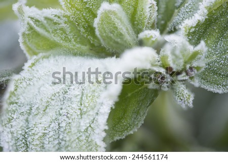 Close up of green plant covered with the frost