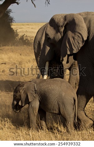 Elephant mother helping young one