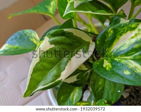 Similar – Image, Stock Photo Ivy vines enjoy the sun on a wooden board wall.