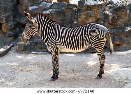 A nice shot of a Zebra.  This is a very pretty animal.