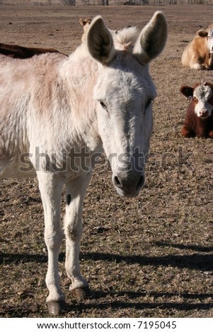 A donkey on a farm.  There is a herd of cows in the background.
