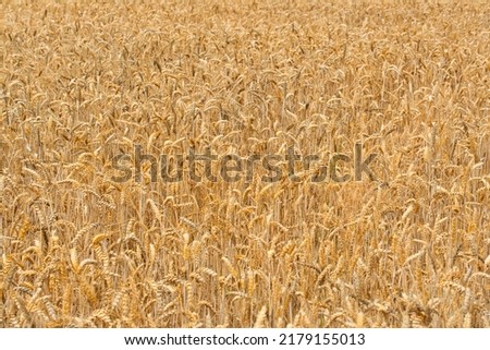 Similar – Image, Stock Photo A barley field just before maturity