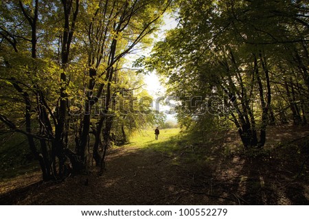 man walking out of a colorful forest