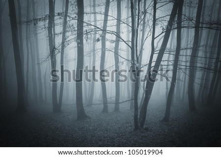 dark landscape with forest