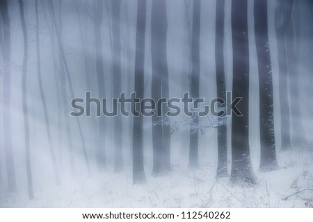 blizzard in forest