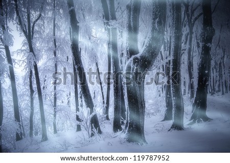blizzard in cold forest