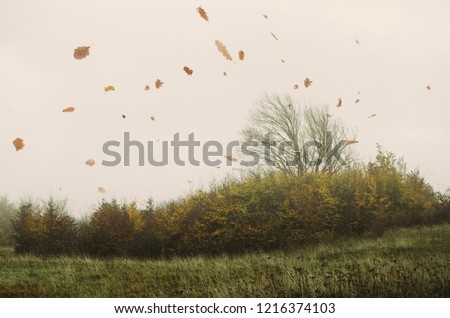 Similar – Image, Stock Photo autumn wind tree Autumn