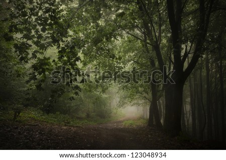 green dark forest path