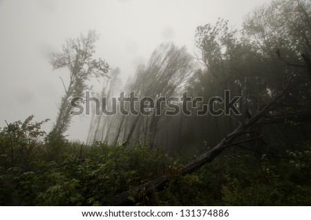 Image, Stock Photo Forest edge in heavy snowfall on holy evening 2021