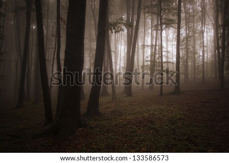 light in a forest with fog in evening