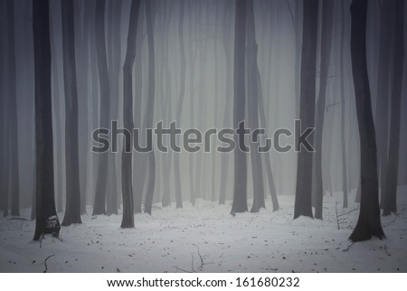 dark foggy forest in winter
