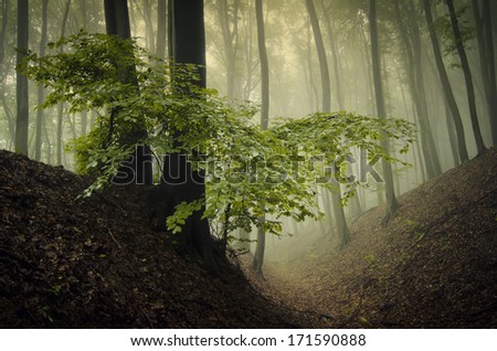 tree with green leaves in foggy forest in spring