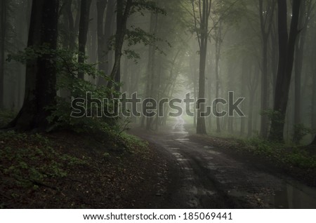 road through dark green forest after rain
