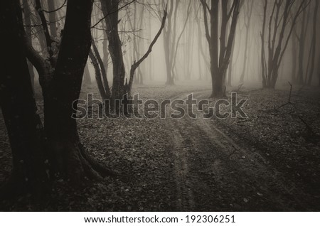 road through a dark misty forest vintage photo