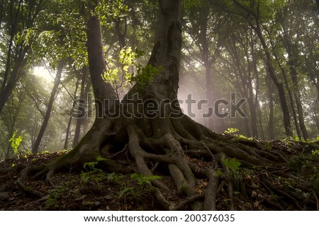 sun rays and old tree with twisted roots in a misty forest
