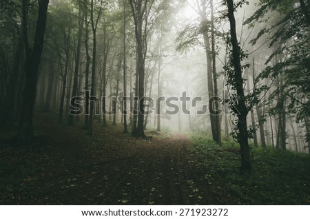 green dark forest path