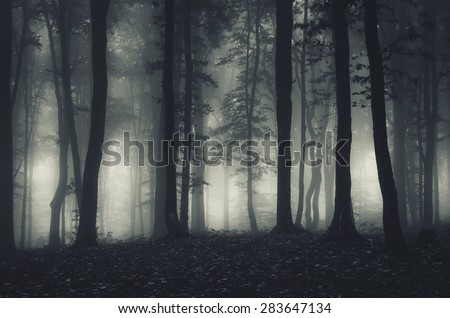 dark forest landscape at night