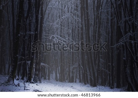 a dark forest in the winter