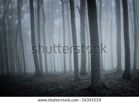 elegant forest with old trees and fog