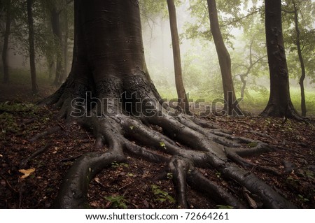 roots of a tree in a misty forest