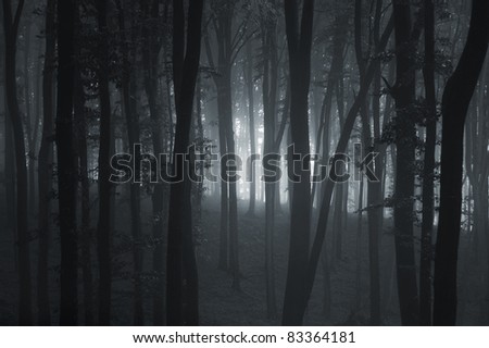 Dark Forest Background Stock Photo 83364181 : Shutterstock