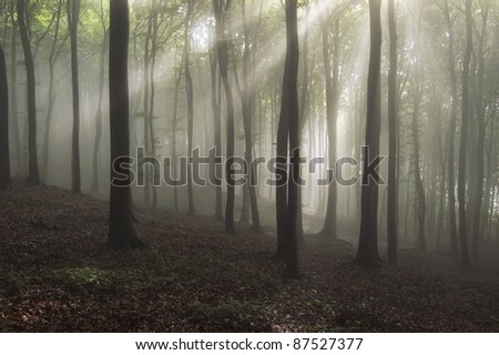 forest with sun rays and fog after rain
