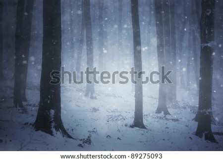 cold winter in a forest with snow falling on the ground