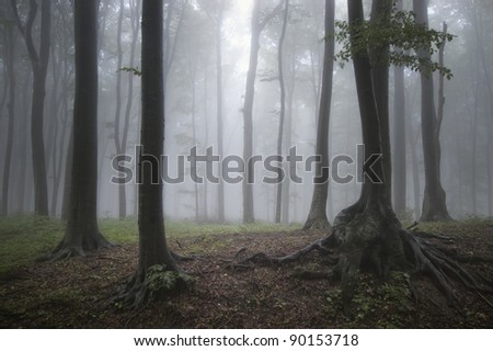 fog in forest after rain