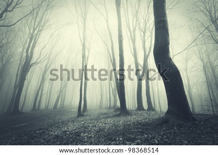 scary forest with black trees
