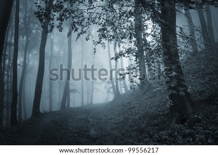path through a dark forest with blue light