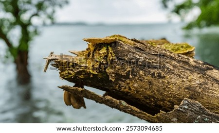 Similar – Image, Stock Photo Tree trunks hang over the surface of the water of Lake Baltieji Lakajai in Labanoras Regional Park, Lithuania. Picturesque autumn landscape