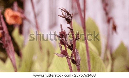 Foto Bild Noch immer Blumen. Jetzt aber diagonal. Lila und nur zwei.