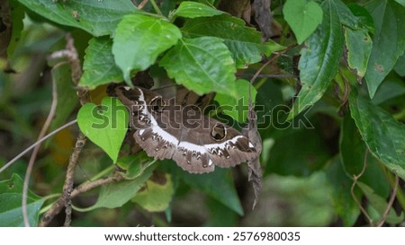 Similar – Image, Stock Photo take a break! Butterfly in rest position