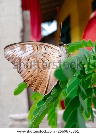 Similar – Image, Stock Photo take a break! Butterfly in rest position