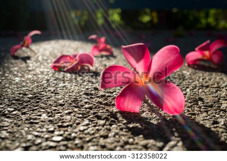 Fallen flowers of red frangipani (plumeria rubra) on asphalt in bright sunlight with sun rays