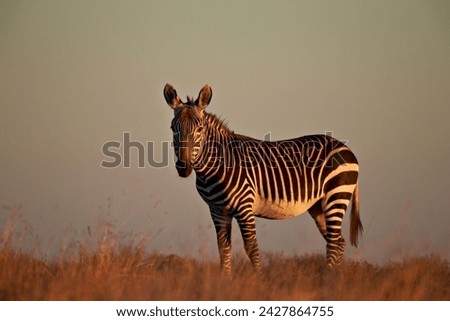 Similar – Foto Bild Zebrablick Blick Tier