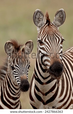 Similar – Foto Bild Zebrablick Blick Tier