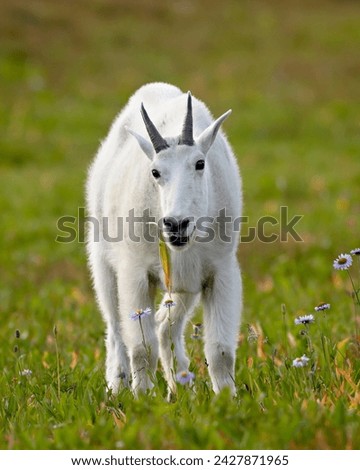 Similar – Foto Bild Ziege im Nationalpark Picos de Europa