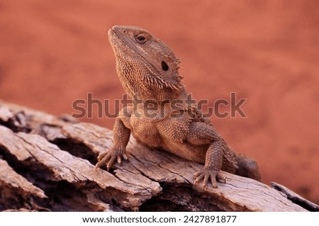 Image, Stock Photo bearded dragons Nature